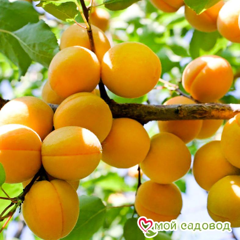 Абрикос Кичигинский