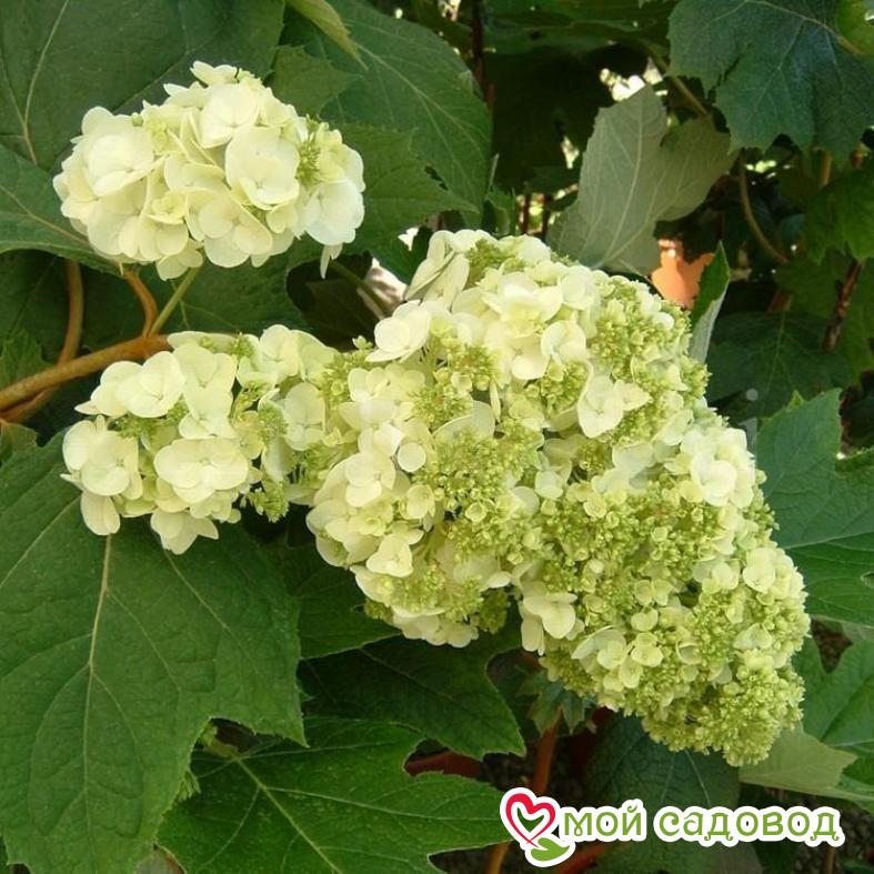 Гортензия дуболистная Гармония ЗКС