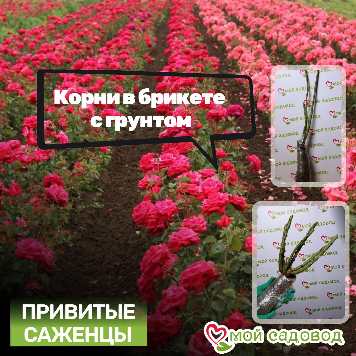 Роза Джентл Гермионе