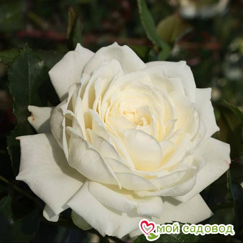 Роза Аляска