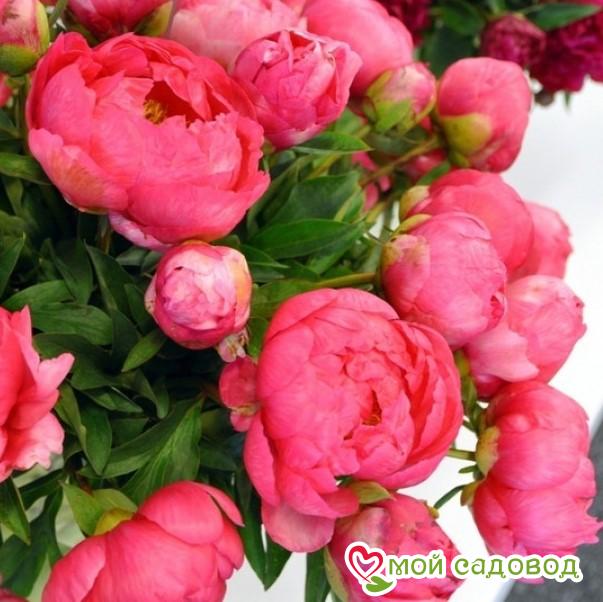 Пион Цитерия