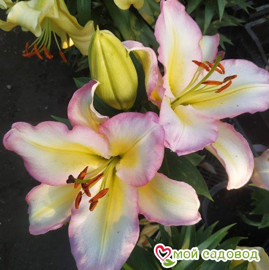 Лилия КАПИТАН ТРИКОЛОР — Восточный гибрид